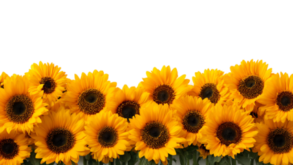 A row of bright yellow sunflowers stretches across the bottom of the frame, the background transparent.