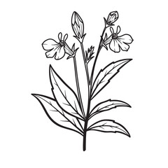 Detailed vector illustration of a beautiful flowering plant with delicate blossoms and leaves in black and white