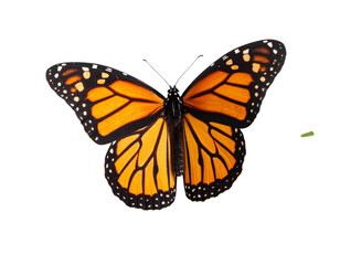 Fototapeta premium Colorful Monarch Butterfly Perched on a Dewy Leaf, isolated on a transparent background