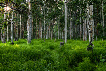 Deep in Inyo National forest is a magical grove of aspen trees and ferns in summer greens.