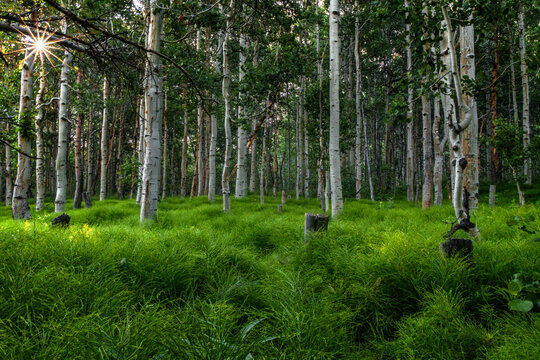 Deep in Inyo National forest is a magical grove of aspen trees and ferns in summer greens.