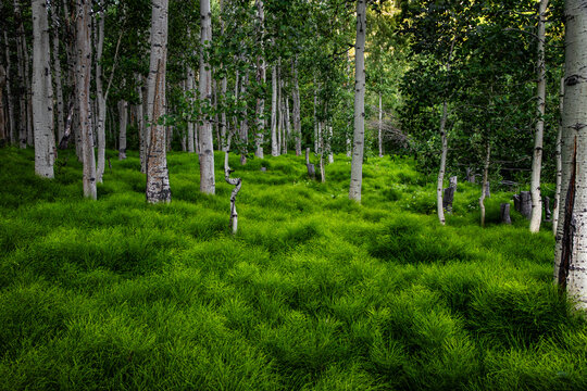 Deep in the forest the secret and mystical meeting location of the fantasy creature in the grove of Bare Green.