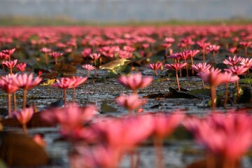 Wide View of Pink Lotus Field in Morning Light with Bird Flying Over Water Lilie  © MANASNAND