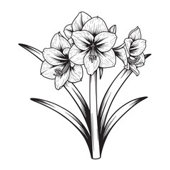 Elegant detailed black and white illustration of blooming amaryllis flowers with long green leaves