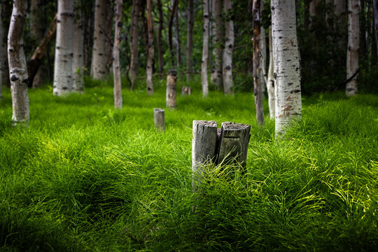 A birch tree stump covered in green ferns in the Inyo National Forest during the summer.
