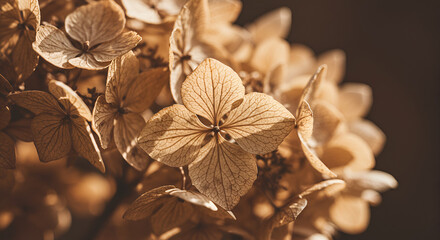 Dried Hydrangea Flowers in Warm Light: A Study in Botanical Beauty and Texture