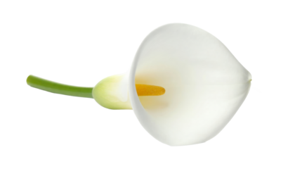Flor cala blanca con centro amarillo en curva elegante, ideal para representar pureza y estilo en diseño floral