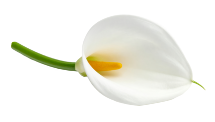 Flor cala blanca con centro amarillo en curva elegante, ideal para representar pureza y estilo en diseño floral