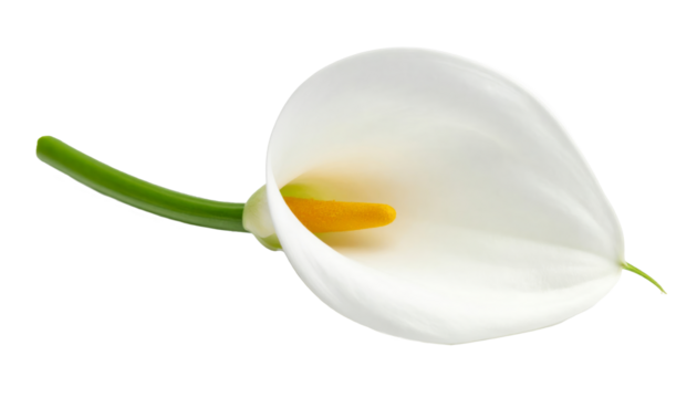 Flor cala blanca con centro amarillo en curva elegante, ideal para representar pureza y estilo en diseño floral