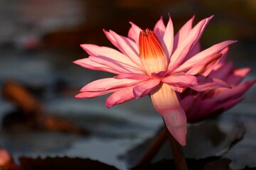 Elegant Pink Lotus Flower Glowing in Soft Golden Morning Light at Water Surface 