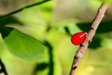 red dogwood fruit. close-up. colorful plant photo. blurred background with highlights and bokeh....