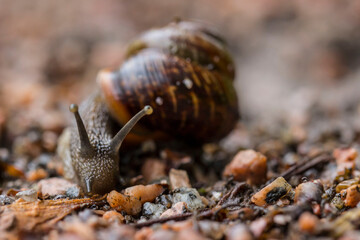 portrait of a snail. close-up. colorful macro photo of a mollusk. close-up. blurred background. screen saver