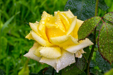 yellow rose with drops. close-up. colorful flower photo. blurred background with highlights and...