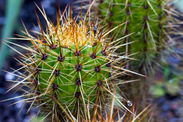 cactus after rain. drops on the cactus needles. close-up. colorful photo of a cactus. blurred...