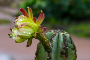 blooming cactus flower with drops. close-up. colorful flower photo. blurred background with...