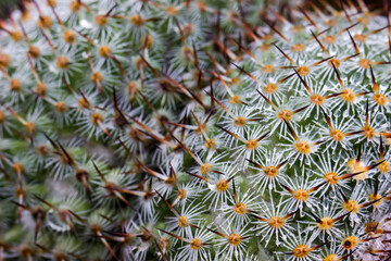 cactus after rain. drops on the cactus needles. close-up. colorful photo of a cactus. blurred...