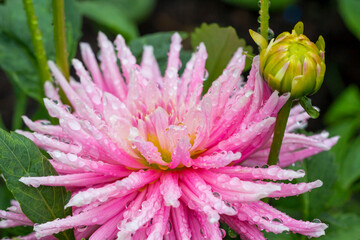 dahlia flower pink with drops. close-up. colorful flower photo. blurred background with highlights...