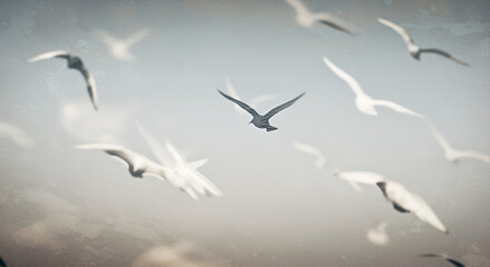 Obraz premium Freedom flight: Serene flock of birds soaring through a soft sky in dreamlike haze
