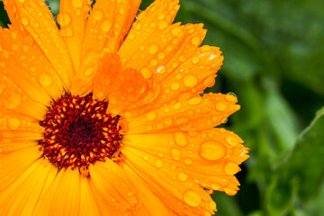 calendula officinalis flower with drops. close-up. colorful flower photo. blurred background with...