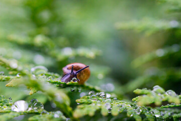 a small forest snail on juniper leaves. with raindrops. close-up. colorful macro photo of a mollusk. close-up. blurred background. screen saver