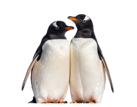 Two Penguins Huddling Together in Antarctic Blizzard, isolated on a transparent background