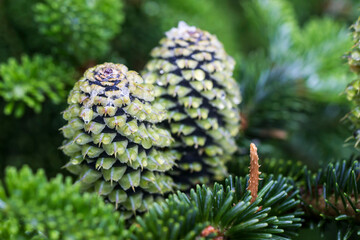 Fraser fir cones. close-up. colorful plant photo. close-up. blurred background with highlights and...
