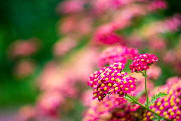 yarrow flowering. close-up. colorful plant photo. close-up. blurred background with highlights and...