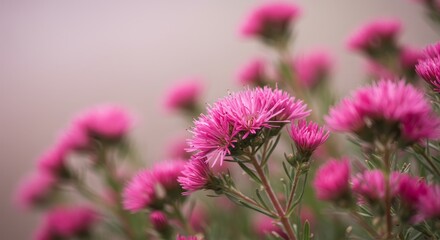 Obraz premium Pink Flower Meadow Bloom - Delicate pink flowers in full bloom, creating a soft and romantic scene. Perfect for backgrounds or spring themes