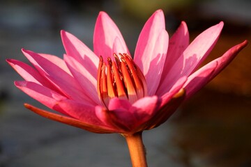 Close-Up of Pink Lotus Flower with Detailed Stamens in Morning Golden Light
