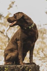 chocolate lab