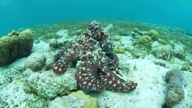 A Day octopus, Octopus cyanea, explores the seafloor of a shallow reef and seagrass meadow in Wakatobi National Park, Indonesia. These aggressive octopus will cannibalize smaller individuals.
