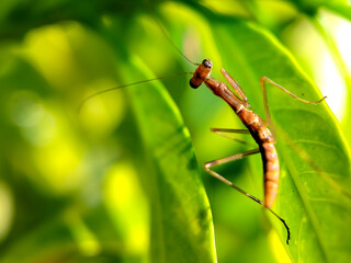  close up of a small mantis perched on a green leaf. 
