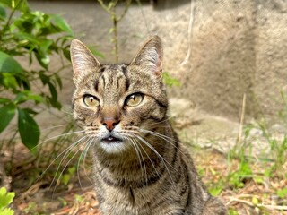 Portrait of a beautiful tabby cat with a bright expressive look.
