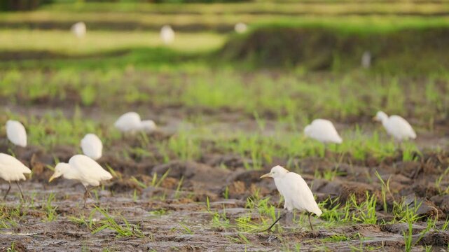 White cattle egret bird, bubulcus ibis, feeding in rice field, southeast asia, in plowed farm