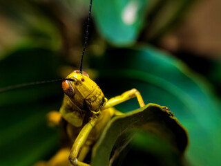 green grasshopper on a leaf