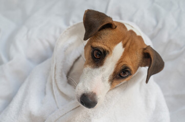 Jack Russell Terrier dog wrapped in a white towel. 