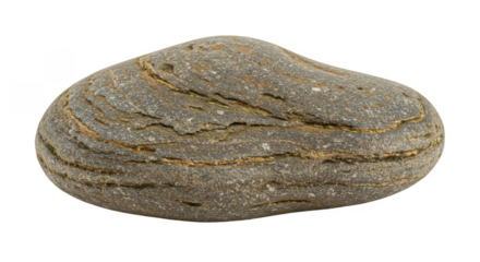 Textured Seashell Clam Isolated Transparent Background Adobe Stock Photo