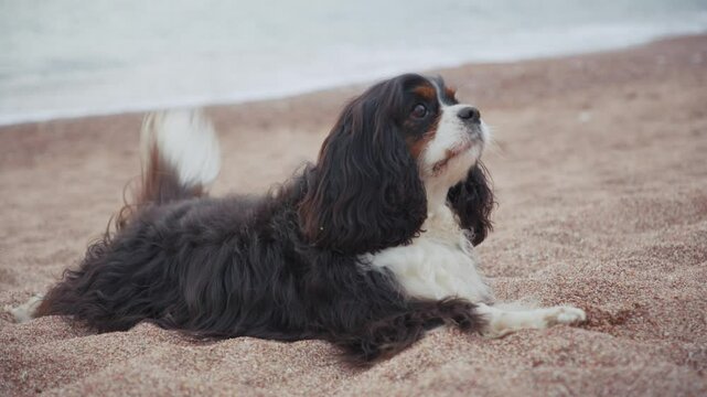 A Cavalier King Charles Spaniel lies quietly on the sand in a relaxed pose. This closeup video frame highlights the calm demeanor of the dog.