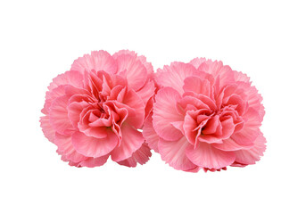 Two Pink Carnations Transparent Background Blooming Blossom Floral