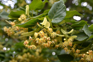 Bracts and pale yellow flowers of linden tree in June