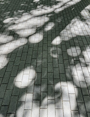 dark shadows of the trees on the cobbled concrete footpath in city public park.