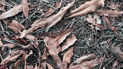 Dry Fallen Leaves and Sticks on Ground