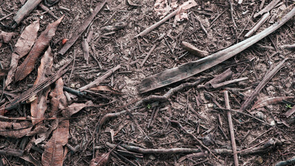 Close-up of Forest Floor with Fallen Leaves