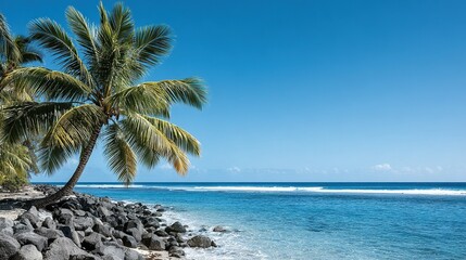 Tropical beach scene with a palm tree.