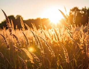Golden Sunset Through Tall Grass Field