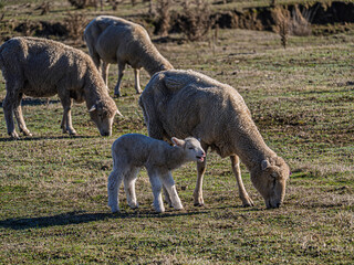 Little Lamb Beside Mum Bleating