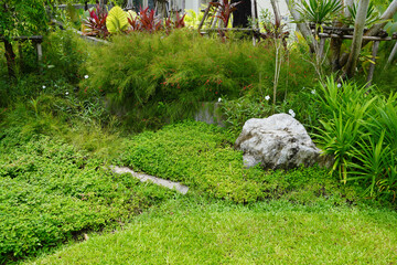 Tropical green plants. Garden decorating ideas for tropical gardens style or Bali style gardens 