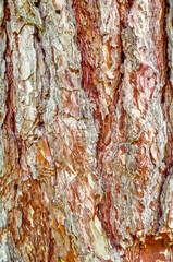Colorful wooden background close up view