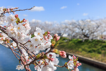 桜の花