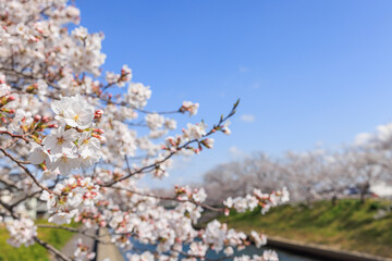桜の花
